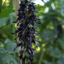 Mucuna Pruriens MenoPhix Ingredient